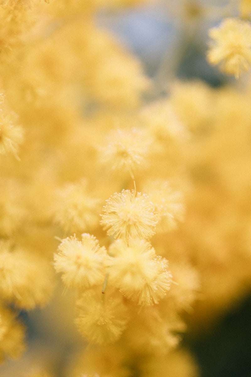 a close up of a bunch of yellow flowers